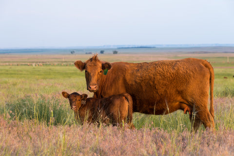 Comparison of grass fed beef and grain fed beef