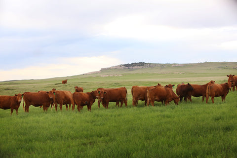 Sustainable cattle raising practices