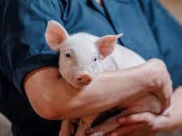 mRNA Vaccines in Pork