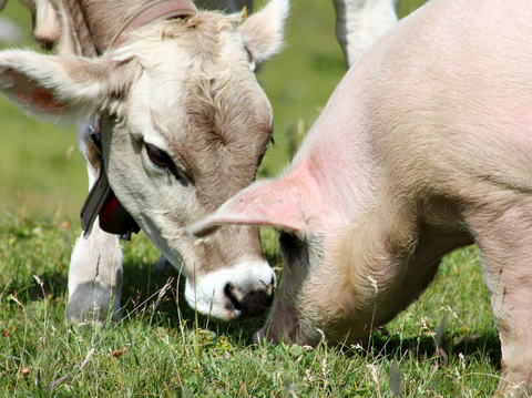 Beef and Pork Illustration